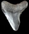 Juvenile Megalodon Tooth - South Carolina #54178-1